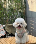 애견카페 로제몽