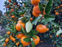 찬스귤체험농장