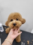 멍블랑 퍼피살롱