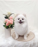강아지살롱