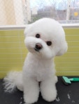 해피투개털