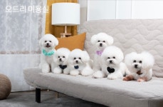 오드리 펫