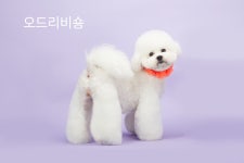 오드리 펫