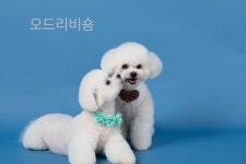 오드리 펫