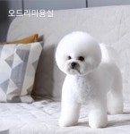 오드리 펫