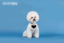 오드리 펫