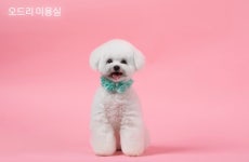 오드리 펫