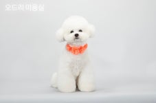 오드리 펫
