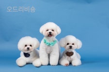 오드리 펫