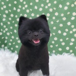 그루밍051 애견미용