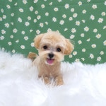 그루밍051 애견미용