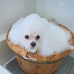 그루밍051 애견미용