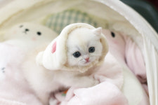 수원고양이분양 나비캣