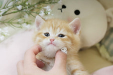 수원고양이분양 나비캣