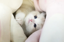 수원고양이분양 나비캣