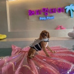 해피멍데이 애견카페