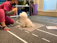 VIP동물한방재활의학센터byDr신사경