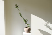 피크닉스플랜트
