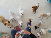 몽개몽개 애견호텔&애견유치원