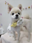 자연스럽개