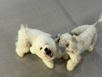 보스애견호텔&유치원