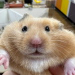 햄스터 분양 로던트클럽 본점