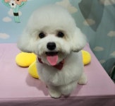 멍냥이네 애견미용