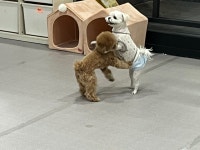 보스애견호텔&유치원