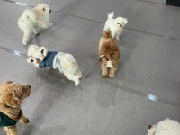 보스애견호텔&유치원