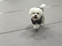 보스애견호텔&유치원