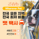 서울인천펫택시강아지고양이애견