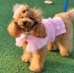 애견카페 로제몽