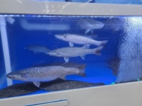 웅장한후레쉬마트 본점