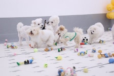 퍼피스프링 부천점