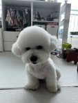 체인지펫미용