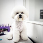 똥강쥐