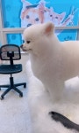 씨앤디펫샵