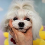 멍냥이네 애견미용