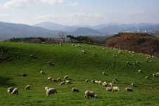 대관령양떼목장