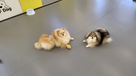 오프독 반려견 종합교육문화센터