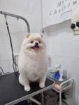 뽀샤시펫살롱