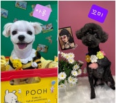 영성카모터스