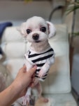 뽀샤시펫살롱