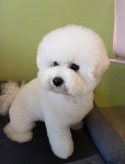 티나DOG