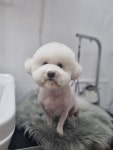 뽀샤시펫살롱
