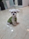 뽀샤시펫살롱