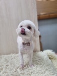 뽀샤시펫살롱