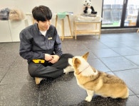 왈독 강아지 유치원 애견유치원 애견미용