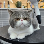 헤이멍