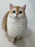 브리돌스